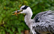 Grey heron (Ardea cinerea)